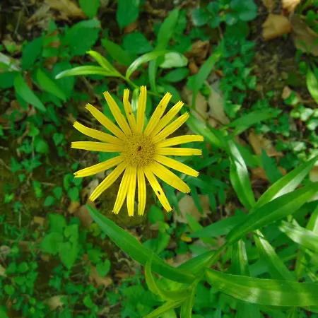 Fragole E Menta * Attimis