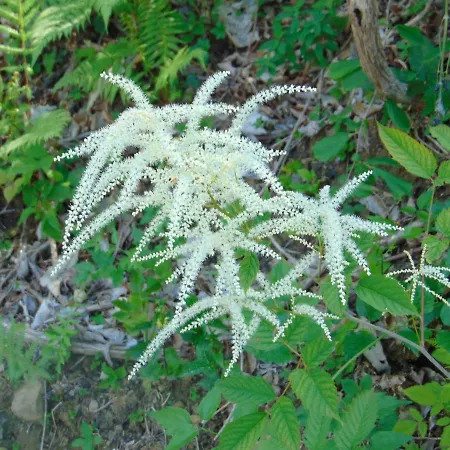 Fragole E Menta * Attimis
