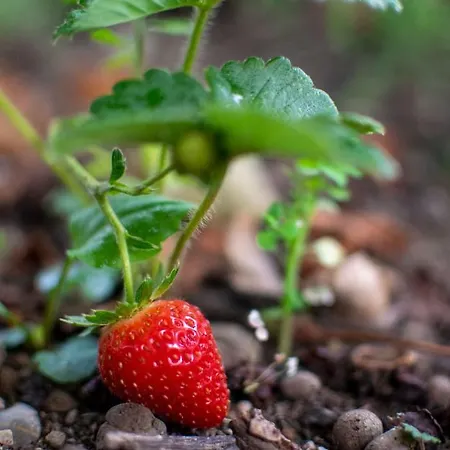 Fragole E Menta *
