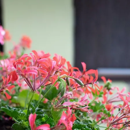 Fragole E Menta Maison d'hôtes