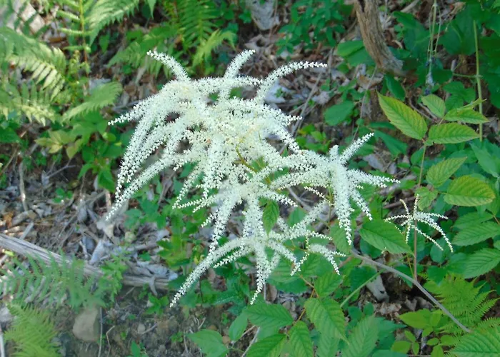 Fragole E Menta * Attimis