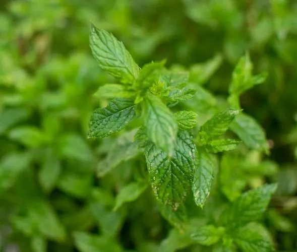 Pensión Fragole E Menta *